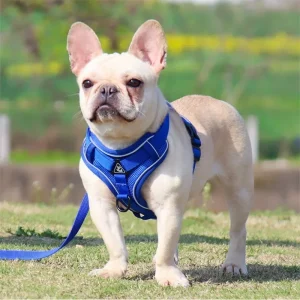 No-Pull Harness Leash Set